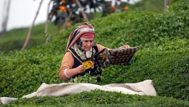 Bakan Yumaklı duyurdu: Çay üreticilerine 363,6 milyon lira destek ödemesi yapılacak