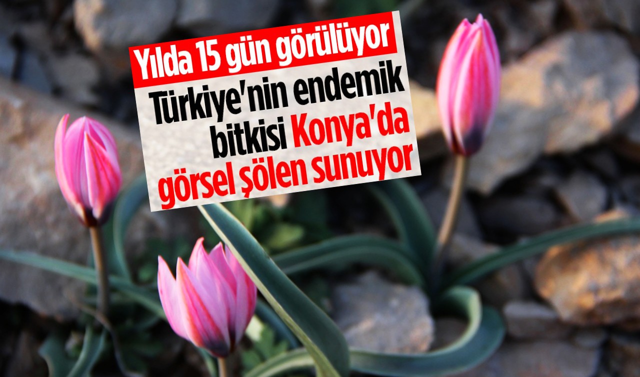 Yılda 15 gün görülüyor! Türkiye'nin endemik bitkisi Konya'da görsel şölen sunuyor
