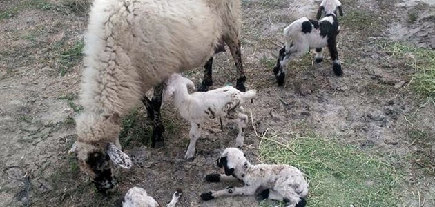 Konya’da bir koyun beşiz doğurdu