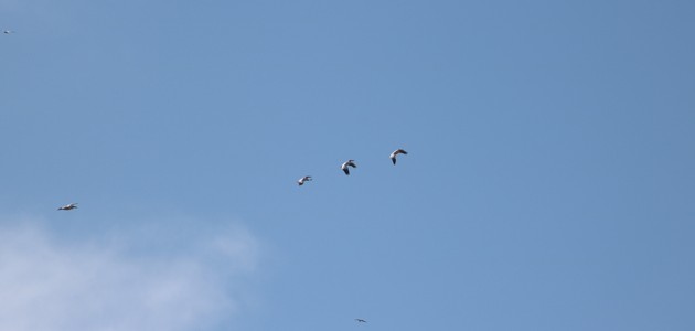 Beyşehir Gölü’de pelikan görüldü