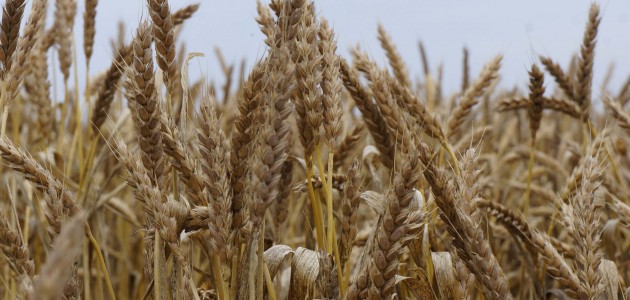 Rusya’nın Türkiye’ye buğday ihracatı yüzde 292 arttı