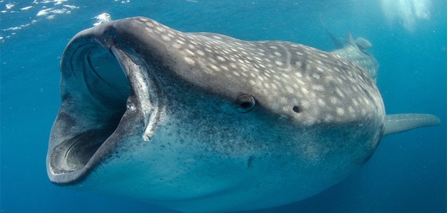 Mavi balinalar 3 milyon yıl önce daha küçüktü