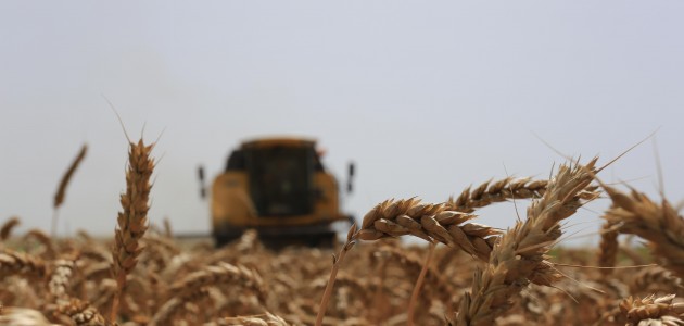 Çukurova’da buğday hasadı başladı