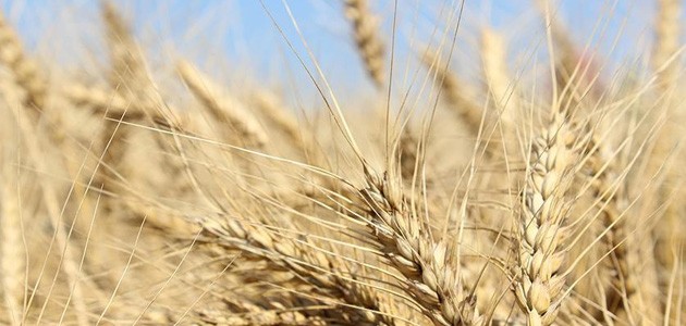 İklim değişikliği buğdayda üretim kaybına yol açtı