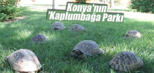 Konya’nın ’Kaplumbağa Parkı’