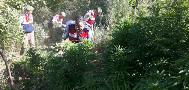 Konya’da uyuşturucu operasyonu! 24 bin kök Hint keneviri ele geçirildi
