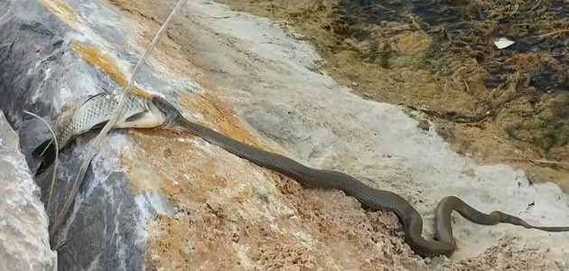 Su yılanının sazan avı kamerada! Görüntüler Konya’dan...