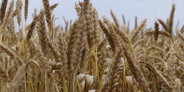 TMO, Seydişehir’de 600 ton buğday aldı
