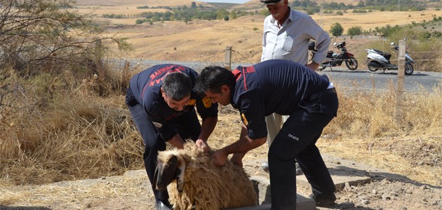 Arıtma kuyusuna düşen 37 koyun kurtarıldı