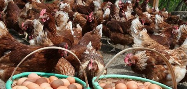 Konya, yumurta tavuğu sayısında ikinci oldu