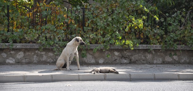 Konya’da bir köpek ölen yavrusunun başında saatlerce bekledi