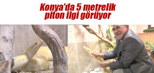 Konya’da 5 metrelik piton ilgi görüyor