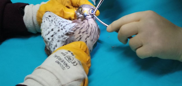 Göz kapakları dikilen hayvanlara operasyon