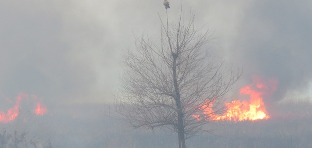 Beyşehir’de sazlık yangını