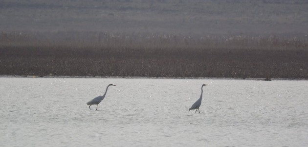 Konya’nın göl ve sulak alanlarında kış ortası kuş sayımları gerçekleştirildi