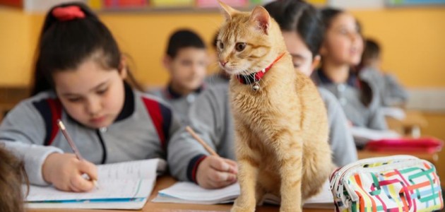 Kedi ’Tombi’ sınıfa döndü