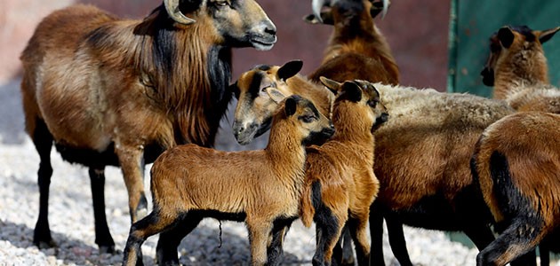 Konya’da Himalaya koyunları yavruladı