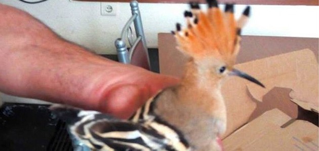 Yaralı ibibik kuşu koruma altına alındı