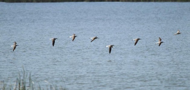 Kızılırmak Deltası kuşlarla şenlendi