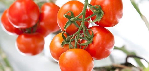 Rusya’dan 5 Türk şirkete domates ithalatı izni