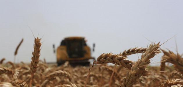 TMO buğday satış fiyatlarını açıkladı