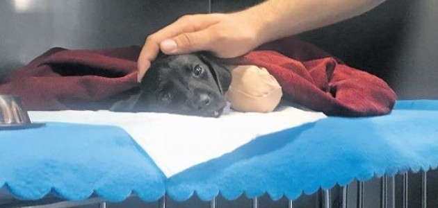 Patileri kesilen köpeğin ölümünde kepçe operatörü tutuklandı