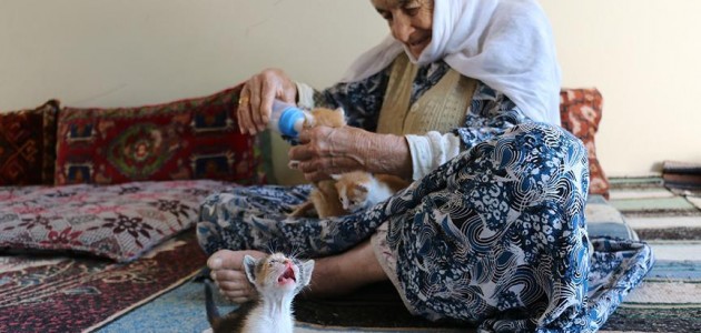 Anneleri ölen yavru kedilere 96 yaşındaki nine sahip çıktı