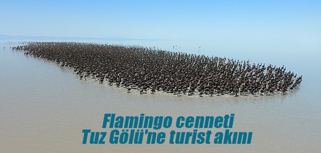 Flamingo cenneti Tuz Gölü’ne turist akını