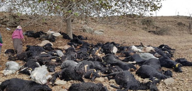 Adana’da yıldırım isabet eden 81 keçi telef oldu