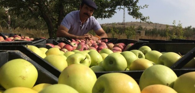 Yalıhüyük’te 2018 yılında 250 ton elma üretildi