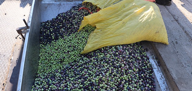 Toroslar’ın “organik“ zeytini ilgi görüyor