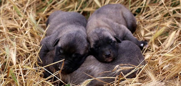 Kangal köpeklerinin yavrusunu yeme sebebi hormon eksikliği