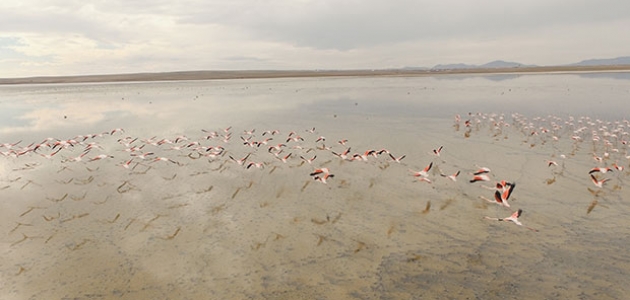 Flamingoların Düden Gölü’ne erken gelmesi endişelendirdi