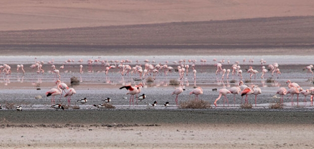 Düden Gölü’ndeki flamingo sayısı düştü 