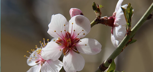 Konya’da İlkbaharın müjdecisi meyve ağaçları çiçek açtı