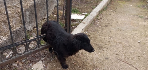Konya’da mezarlığın demir kapısına sıkışan köpeği itfaiye ekipleri kurtardı
