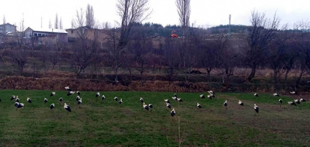Göç yolundaki leyleklerin Konya'daki molaları sürüyor