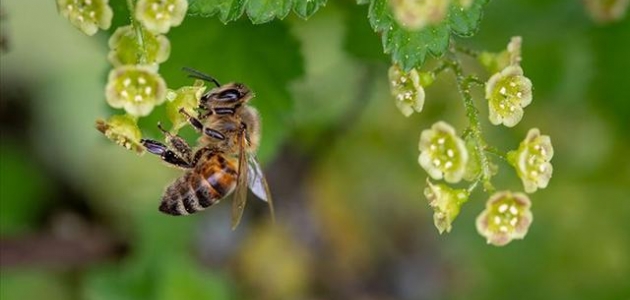 Arı sokması alerjisi olan kişilerde ölümcül olabiliyor 