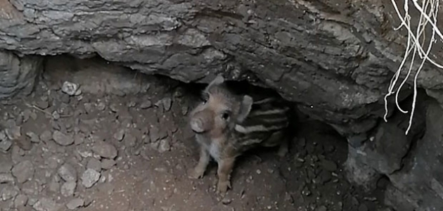 Beyşehir'de tahıl kuyusuna düşen yaban domuzu yavrusu kurtarıldı 