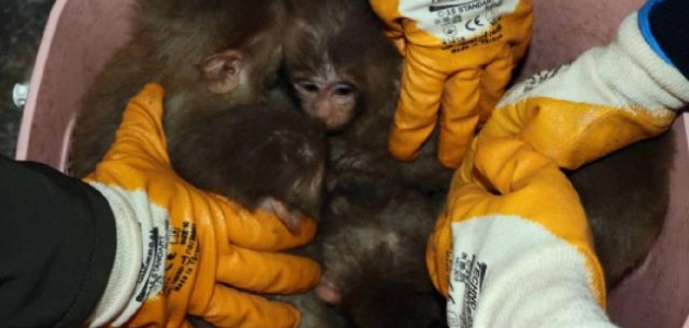 Gürbulak Gümrük Kapısı’nda 12 yavru maymun yakalandı