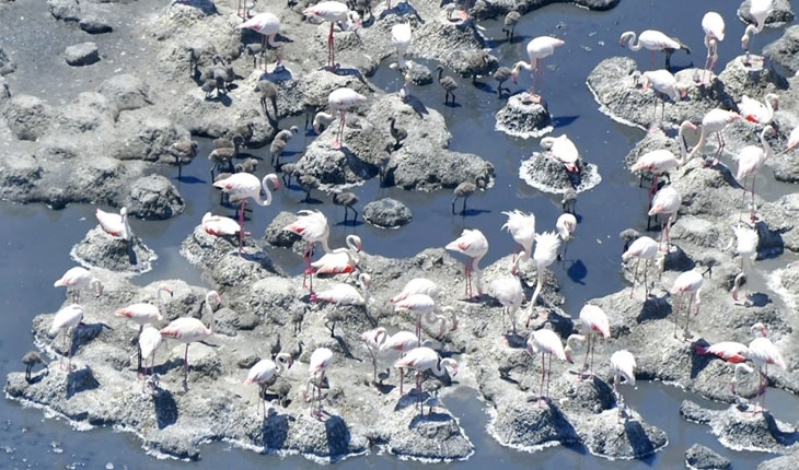 Tuz Gölü'nün yavru flamingoları yumurtadan çıktı