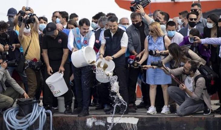 Marmara Denizi’ne 15 ton midye bırakıldı