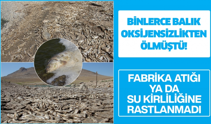 May Barajı’ndaki balık ölümleri: Fabrika atığı ya da su kirliliğine rastlanmadı