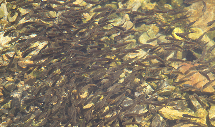 Konya'daki göl ve göletlere 1 milyon yavru sazan balığı bırakıldı
