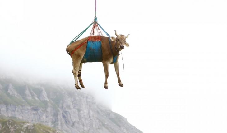İsviçre’de “uçan inekler“