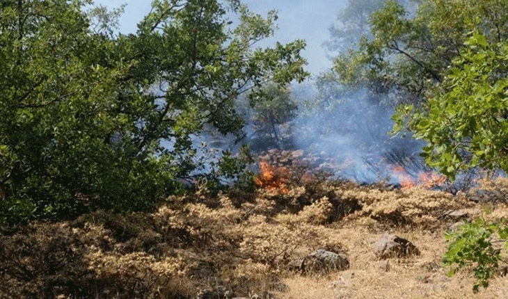 Tunceli ve Bingöl’de orman yangını