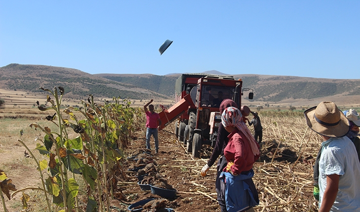 Tahıl ambarı Konya Ovasında çerezlik ayçiçeğinde hasat devam ediyor