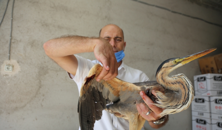 Konya'da yaralı bulunan balaban kuşu tedavi altına alındı