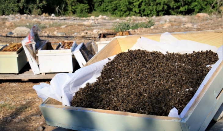 Mersin’de 1 milyondan fazla arı telef oldu