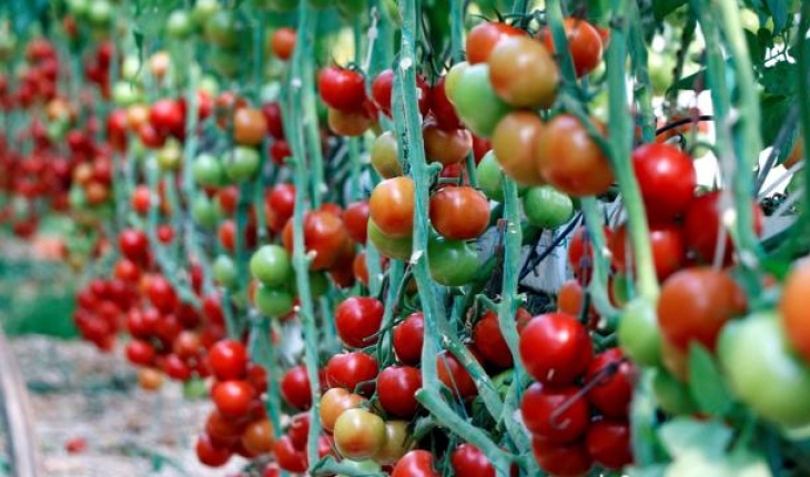 9 ayda yaklaşık 265 milyon dolarlık domates ihracatı